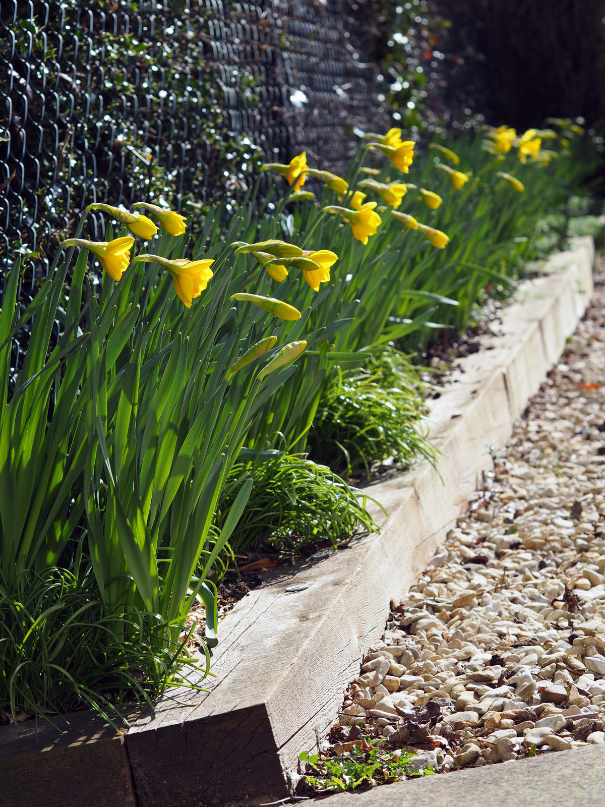 Wooden border planter with daffodils